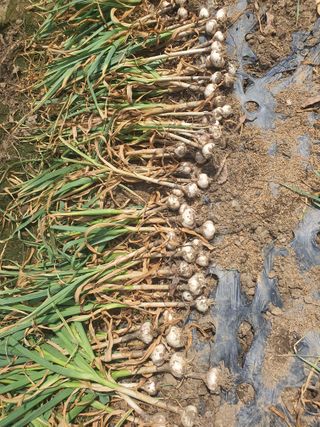 옥천서화농님의 자유주제 · 자유게시판 작성글 사진