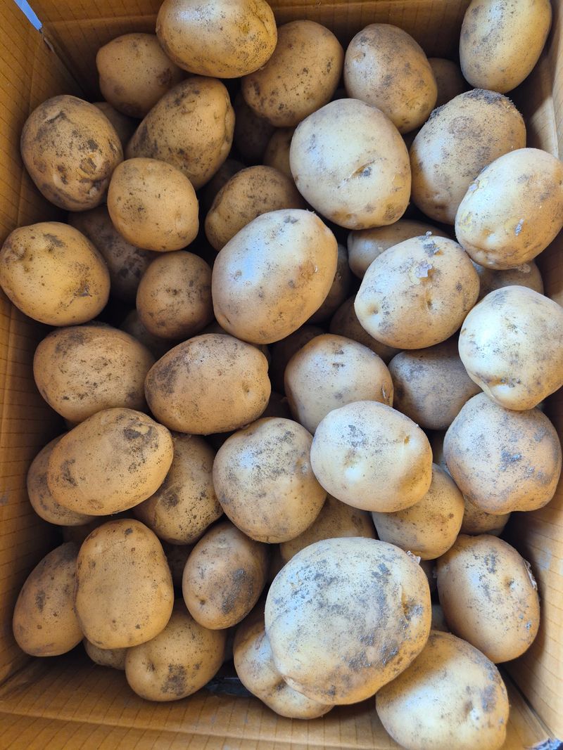 손유정님의 장터 판매 상품 [포슬포슬 햇수미감자 10키로] 첨부 사진