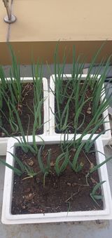 팜모닝 자유주제·자유게시판 게시글 이미지