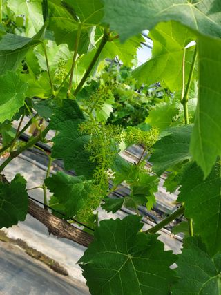 태일농산이정수님의 자유주제 · 자유게시판 작성글 사진