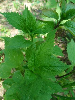 인생은 소풍처럼님의 자유주제 · 자유게시판 작성글 사진