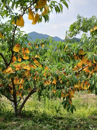 사과6329님의 자유주제 · 자유게시판 작성글 사진