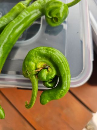 김두영님의 고추 · 병해충상담 작성글 사진