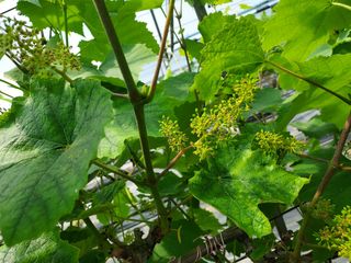 태일농산이정수님의 자유주제 · 자유게시판 작성글 사진