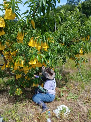 사과6329님의 자유주제 · 자유게시판 작성글 사진