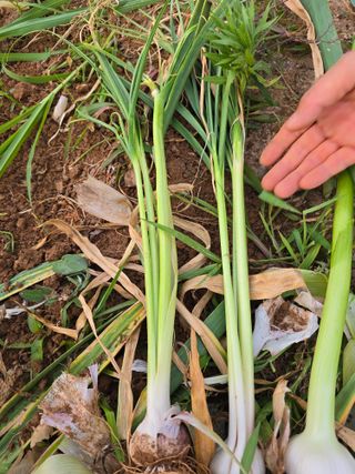 최호란님의 농사, 무엇이든 물어보세요! · 참여글 작성글 사진