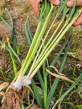 팜모닝 농사, 무엇이든 물어보세요!·참여글 게시글 이미지