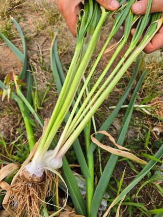 최호란님의 농사, 무엇이든 물어보세요! · 참여글 작성글 사진