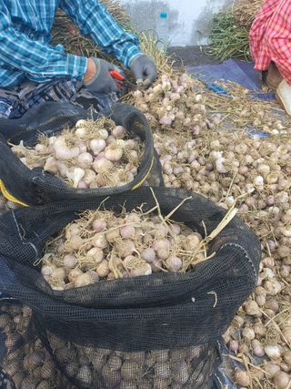 옥천서화농님의 자유주제 · 자유게시판 작성글 사진