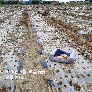 민들레님의 자유주제 · 자유게시판 작성글 사진