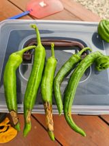 팜모닝 고추·병해충상담 게시글 이미지