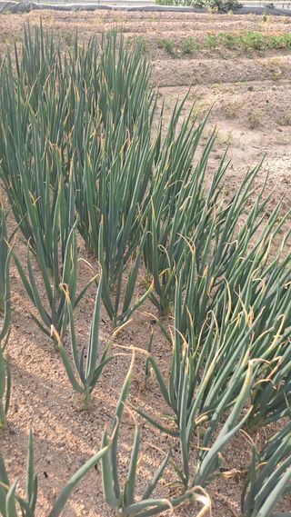 고추8669님의 농사, 무엇이든 물어보세요! · 참여글 작성글 사진