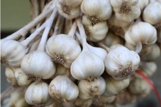 대산농사대장님의 마늘 · 수확 작성글 사진