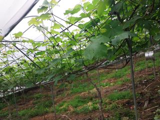 영수농원님의 자유주제 · 자유게시판 작성글 사진