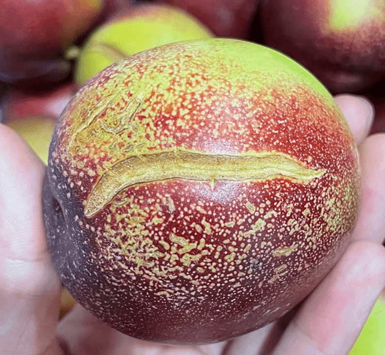 장터 상품 [신비/신선 복숭아] 썸네일