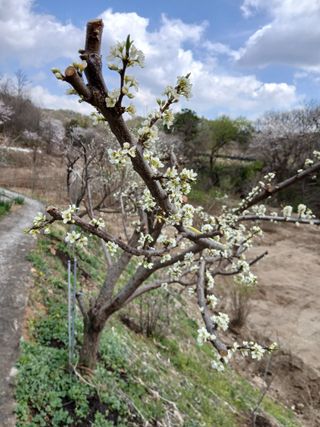 초보텃밭님의 농사, 무엇이든 물어보세요! · 참여글 작성글 사진
