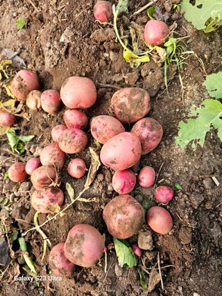 공주유구 구계박만호님의 자유주제 · 자유게시판 작성글 사진