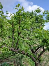 팜모닝 농사, 무엇이든 물어보세요!·참여글 게시글 이미지