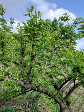 초보텃밭님의 농사, 무엇이든 물어보세요! · 참여글 작성글 사진
