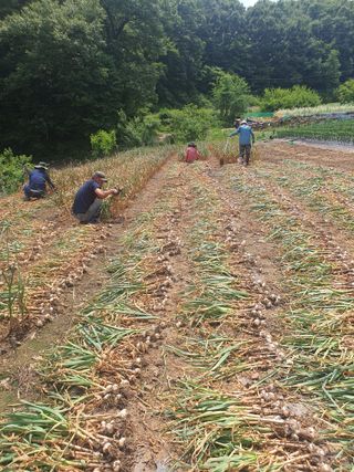 옥천서화농님의 자유주제 · 자유게시판 작성글 사진