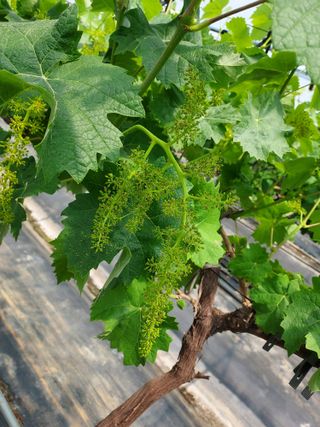 태일농산이정수님의 자유주제 · 자유게시판 작성글 사진