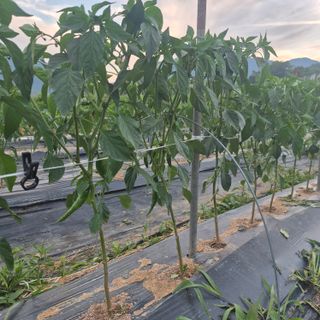 박흠님의 자유주제 · 자유게시판 작성글 사진