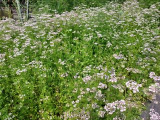 태일농산이정수님의 자유주제 · 자유게시판 작성글 사진