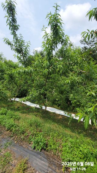 동우농장(김대욱)님의 복숭아 · 자유게시판 작성글 사진