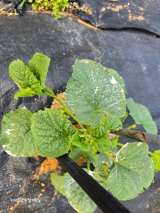 김두영(할리족구)님의 자유주제 · 자유게시판 작성글 사진