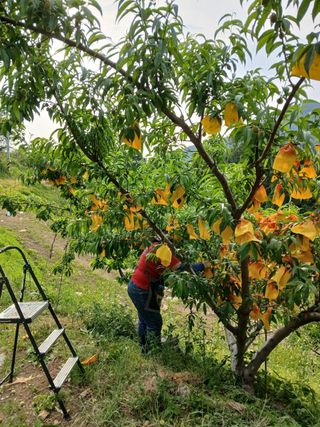 사과6329님의 자유주제 · 자유게시판 작성글 사진