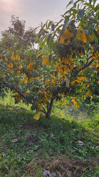 사과6329님의 자유주제 · 자유게시판 작성글 사진