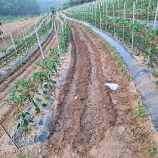 오영도님의 자유주제 · 자유게시판 작성글 사진