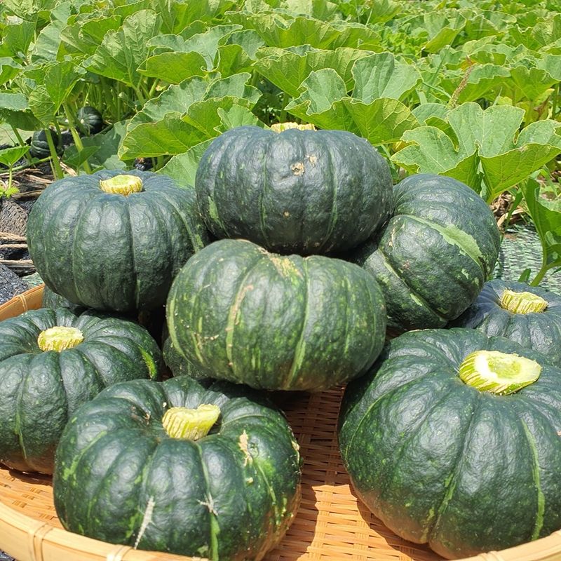 장터 상품 [제주 미니단호박 보우짱] 썸네일