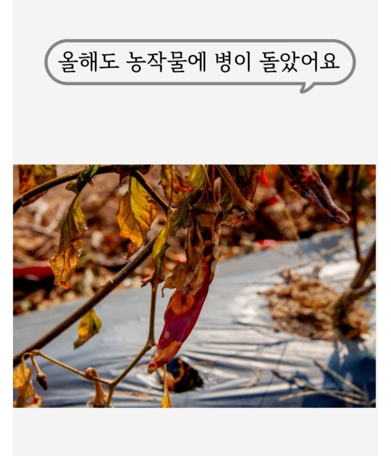 대산농사대장님의 장터 판매 상품 [특허제 0454288호 규산황골드 1L 유기농자재 병충해예방 ] 첨부 사진