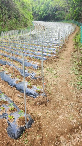 복숭아5808님의 자유주제 · 자유게시판 작성글 사진