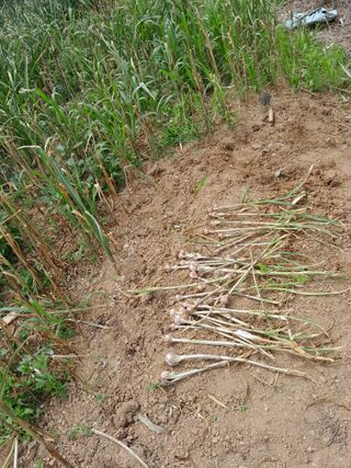 김민수산에서농사중님의 자유주제 · 자유게시판 작성글 사진