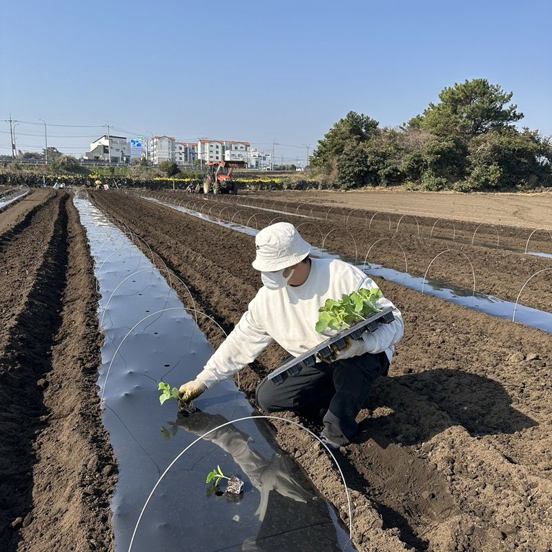 김훈님의 장터 판매 상품 [제주 미니단호박 보우짱] 첨부 사진