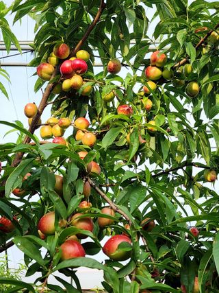 제주부자팜님의 자유주제 · 자유게시판 작성글 사진