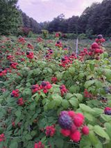 팜모닝 자유주제·자유게시판 게시글 이미지