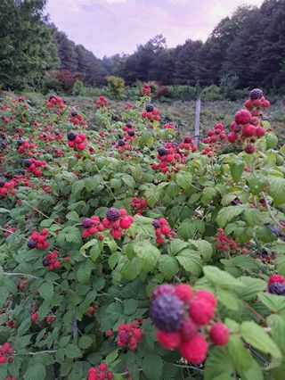 갯골손씨농원님의 자유주제 · 자유게시판 작성글 사진