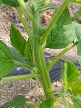 팜모닝 자유주제·자유게시판 게시글 이미지