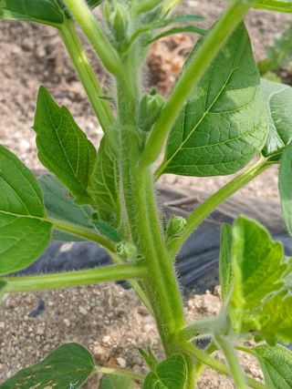 맞춤포도 드론방제님의 자유주제 · 자유게시판 작성글 사진