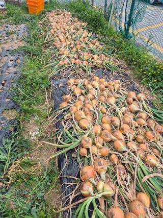 김연숙님의 자유주제 · 자유게시판 작성글 사진