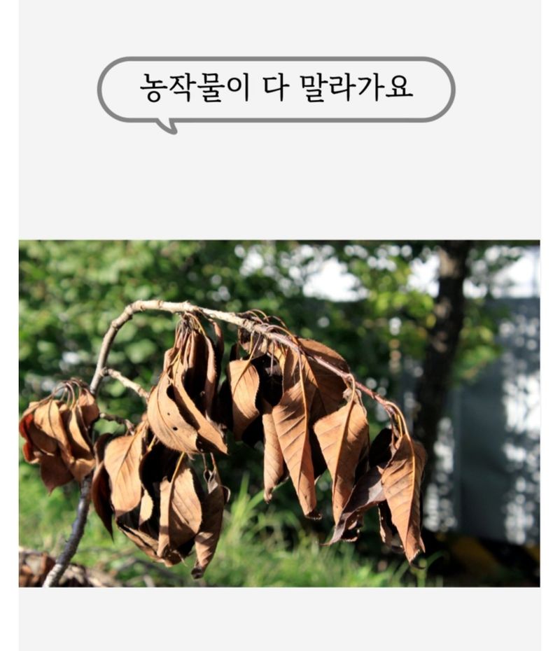 대산농사대장님의 장터 판매 상품 [특허제 0454288호 규산황골드 1L 유기농자재 병충해예방 ] 첨부 사진