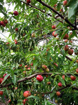 제주부자팜님의 자유주제 · 자유게시판 작성글 사진