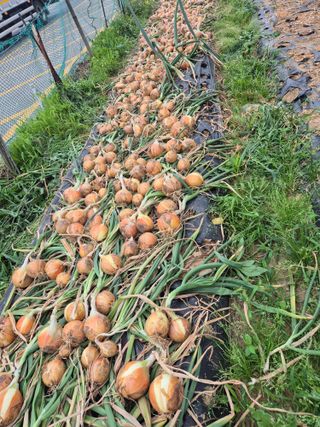 김연숙님의 자유주제 · 자유게시판 작성글 사진