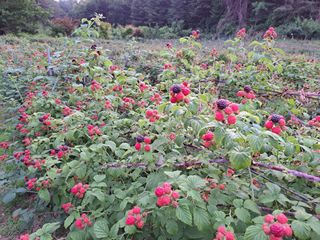 갯골손씨농원님의 자유주제 · 자유게시판 작성글 사진