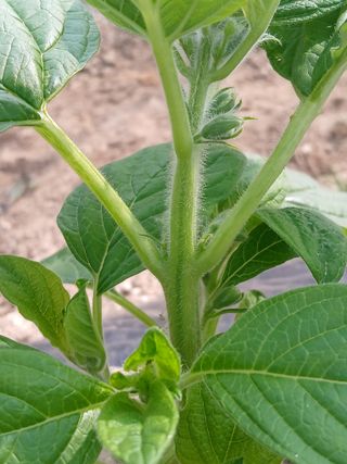 맞춤포도 드론방제님의 자유주제 · 자유게시판 작성글 사진