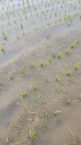 팜모닝 자유주제·자유게시판 게시글 이미지