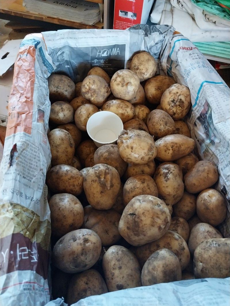 장터 상품 [제주산 대지마감자 5kg 10kg] 썸네일